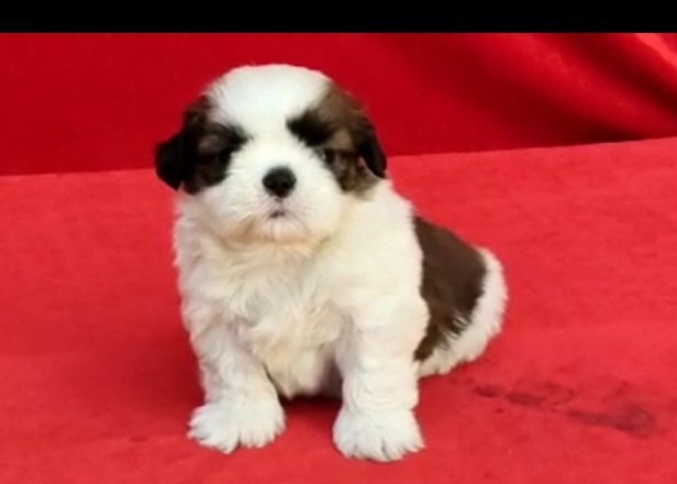 Shih Tzu